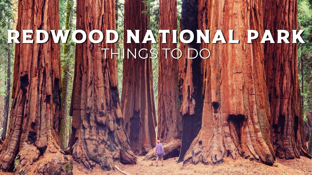 20 things to do Redwood National Park | Family Travel Itineraries