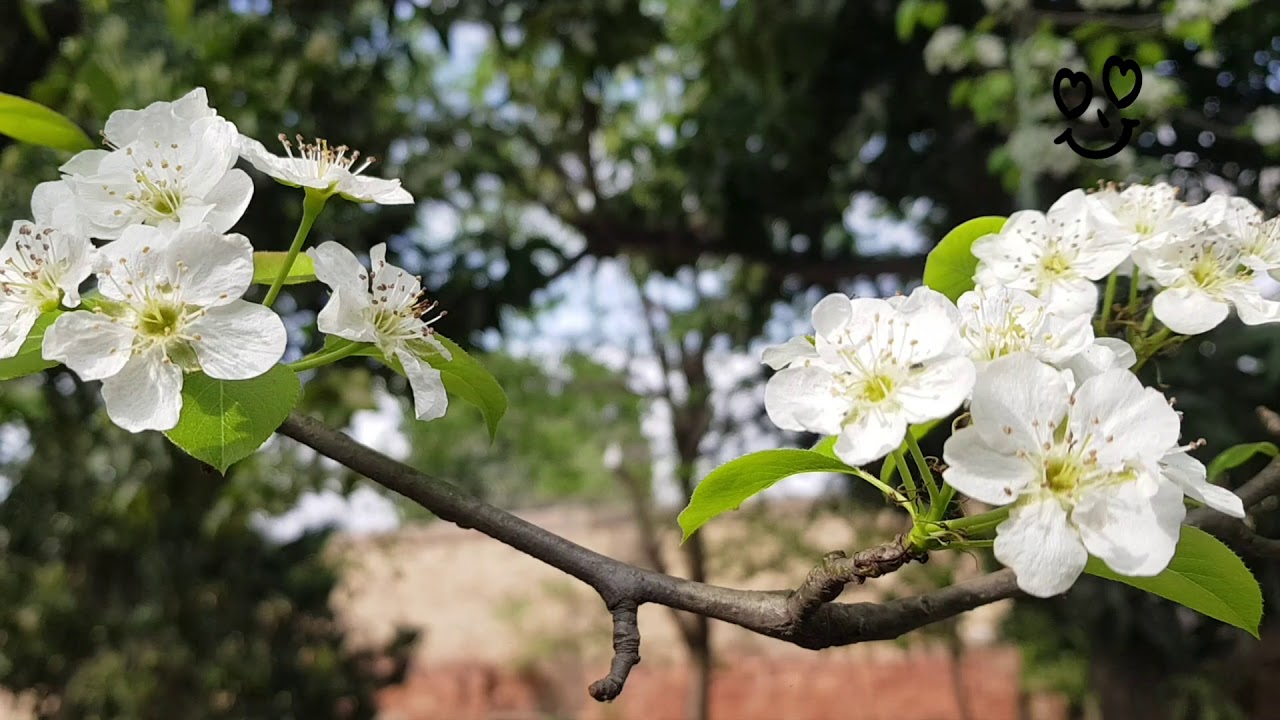 The pear flower is in blossom/One min video
