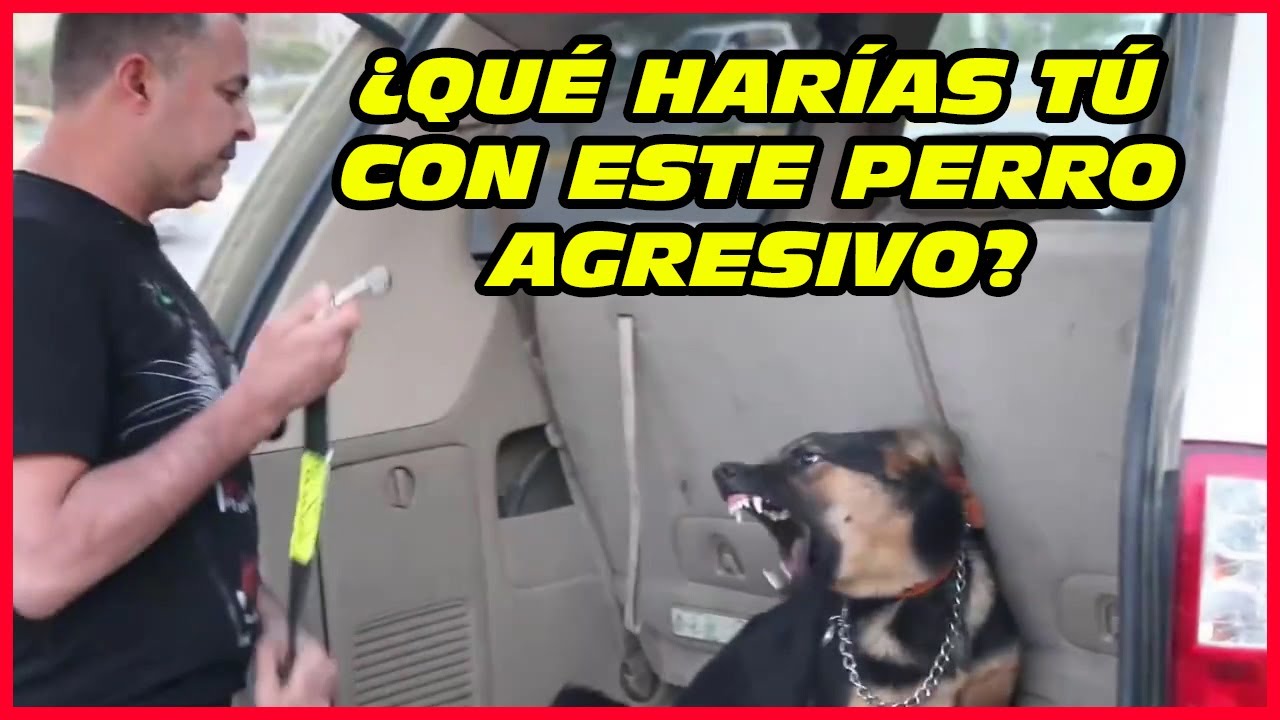 ⚠️Toma estas medidas de seguridad ⛑️con perros agresivos