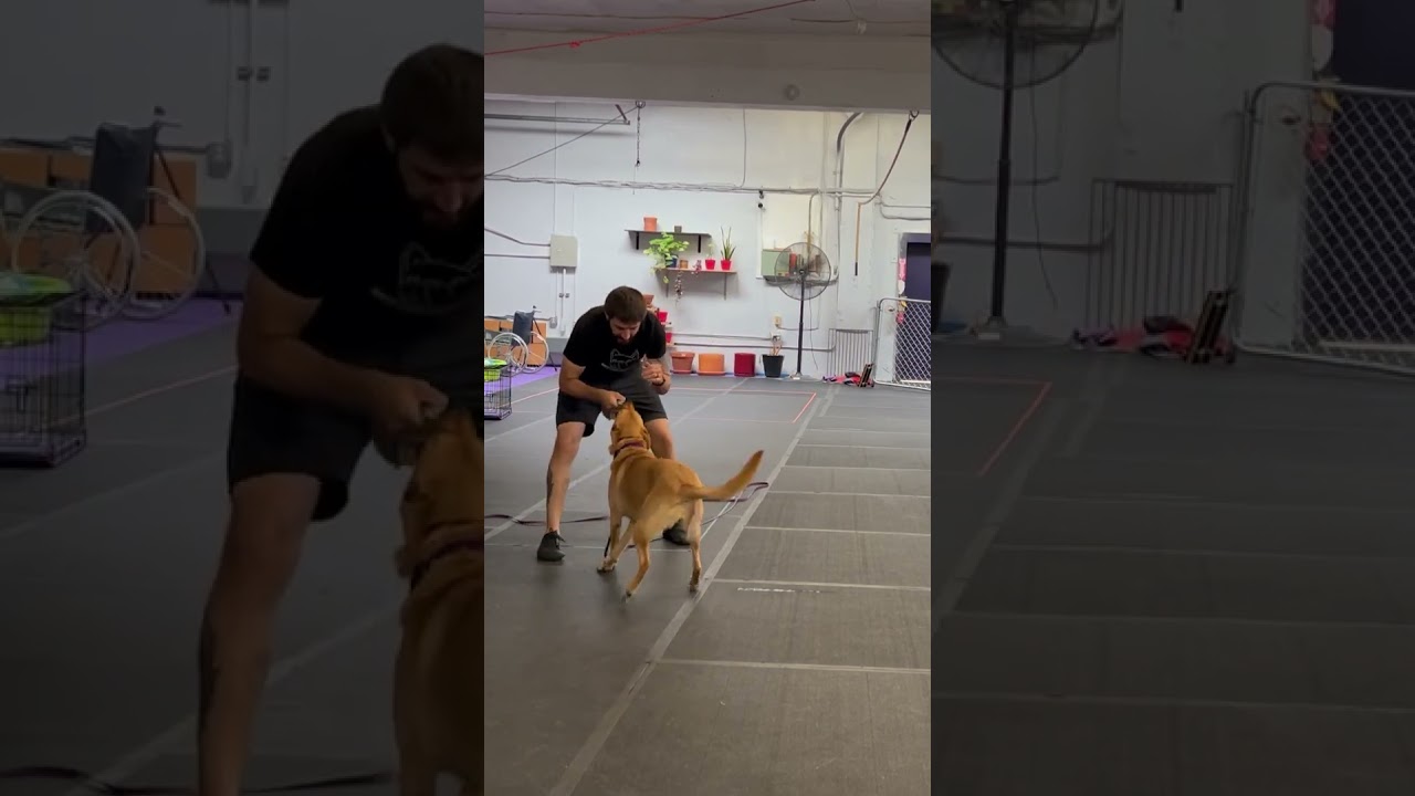 How to play with your dog.  Tug of war. #dogtrainingfundamentals #dogtrainingtips #dogtraining
