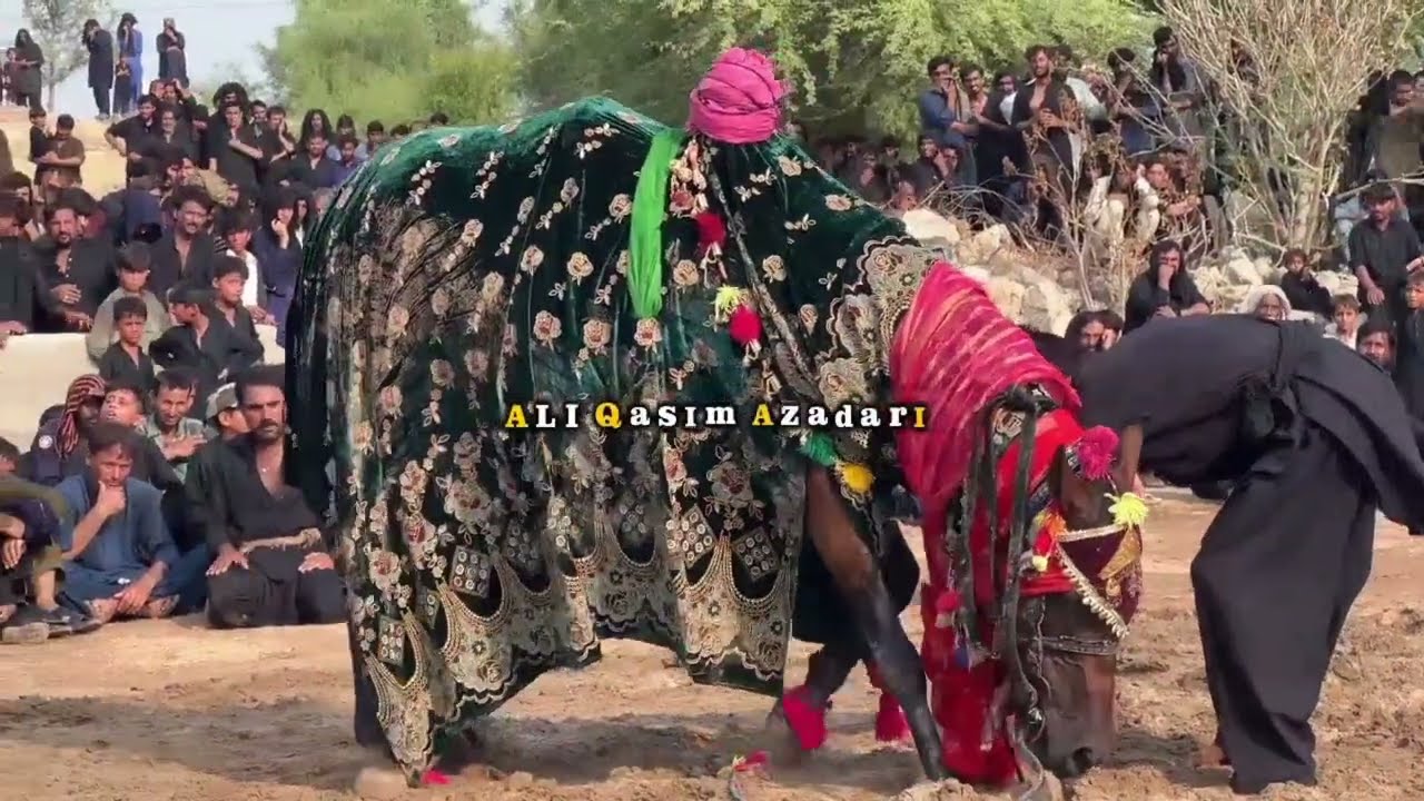 Zuljanha 10 Muharram 2024 Pakki Shah mardan Mianwali || 10 Muharram 2024 Pakki