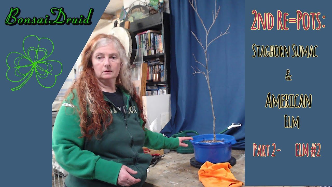 Bonsai Druid Ep35 ...2nd Re-Pots Part 2- American Elm #2