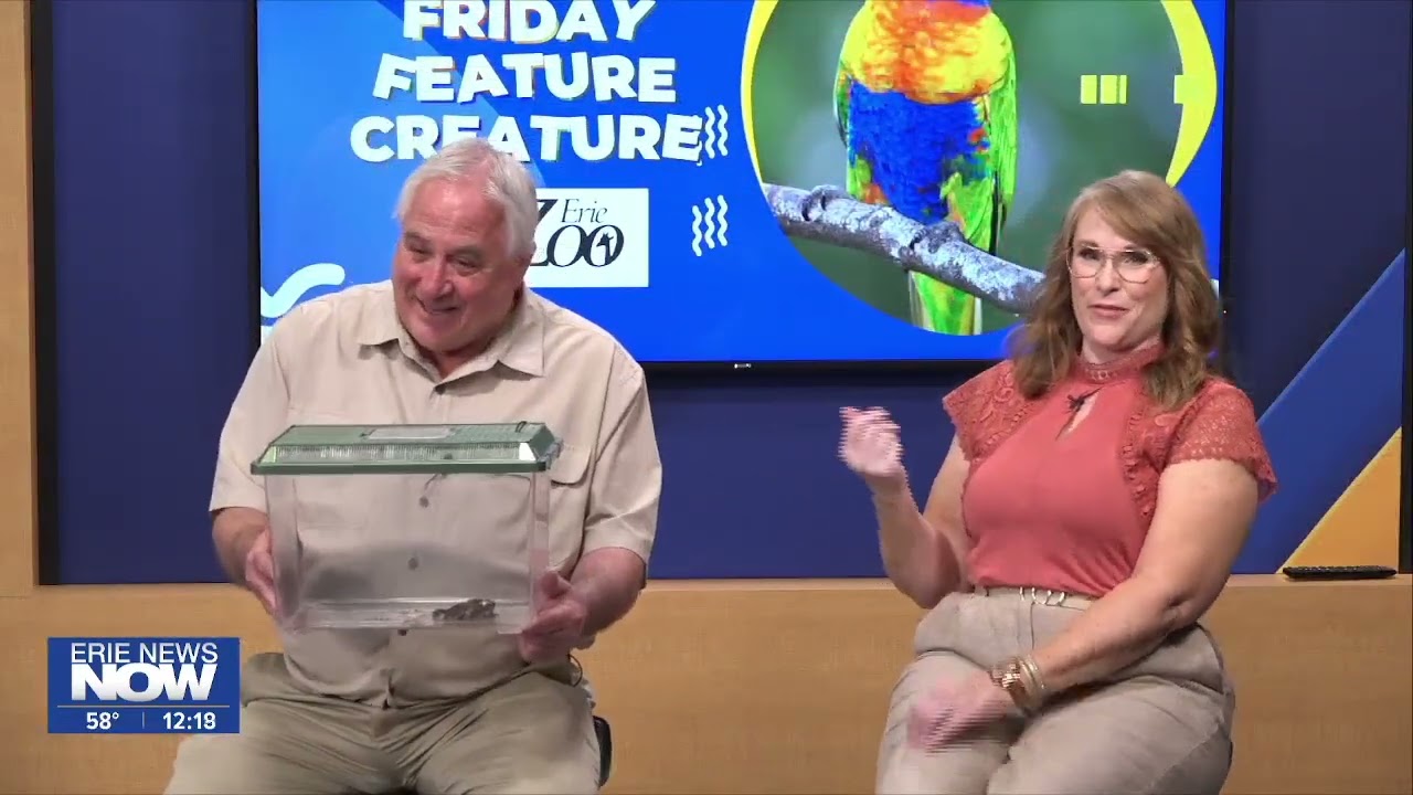 Chubby Frog: Friday Feature Creature