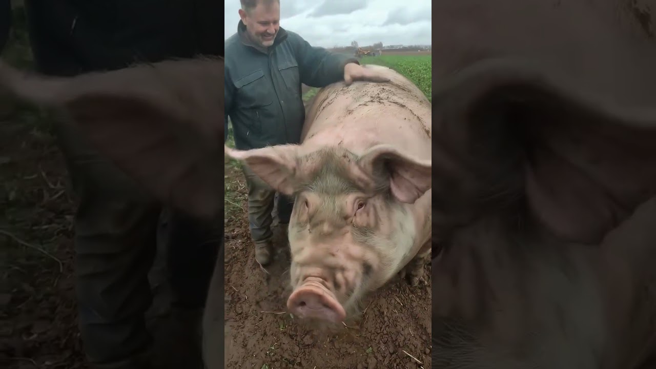 Babi raksasa terbesar di dunia #babi #giantpig #pigs #rackhog #biganimal