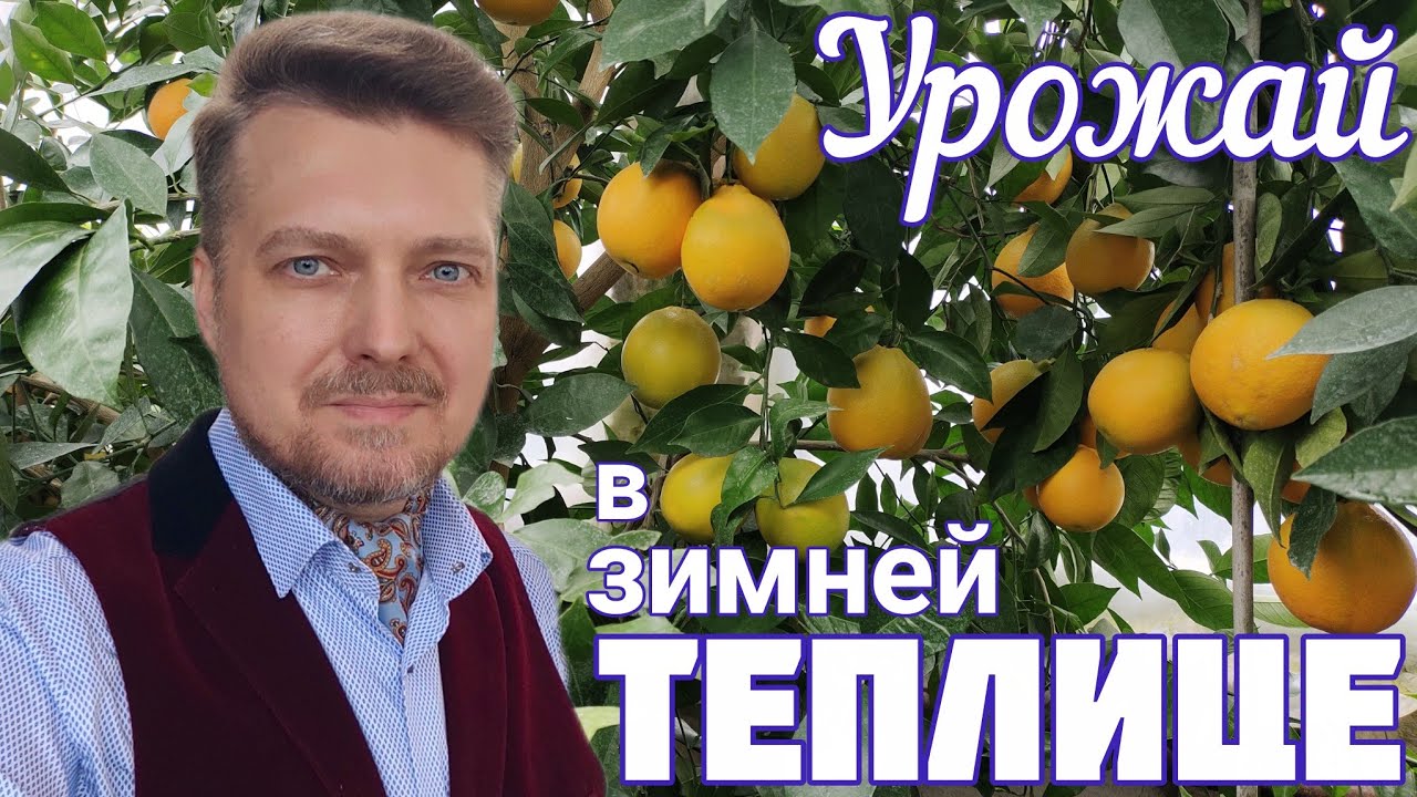 Обзор ТЕПЛИЦЫ - оранжереи. СОВЕТЫ по  ВЫРАЩИВАНИЮ цитрусовых.Как победить ЩИТОВКУ, паутинного КЛЕЩА
