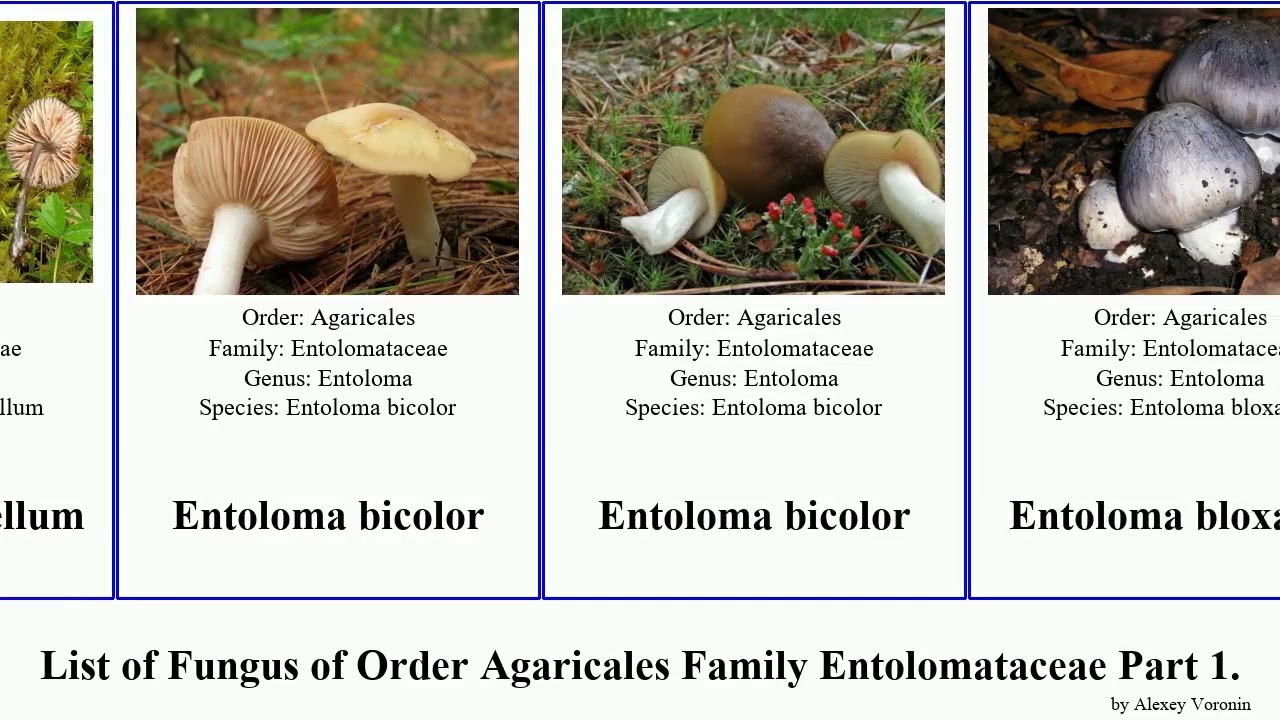 List of Fungus of Order Agaricales Family Entolomataceae Part 1. clitopilus exile bicolor aprile