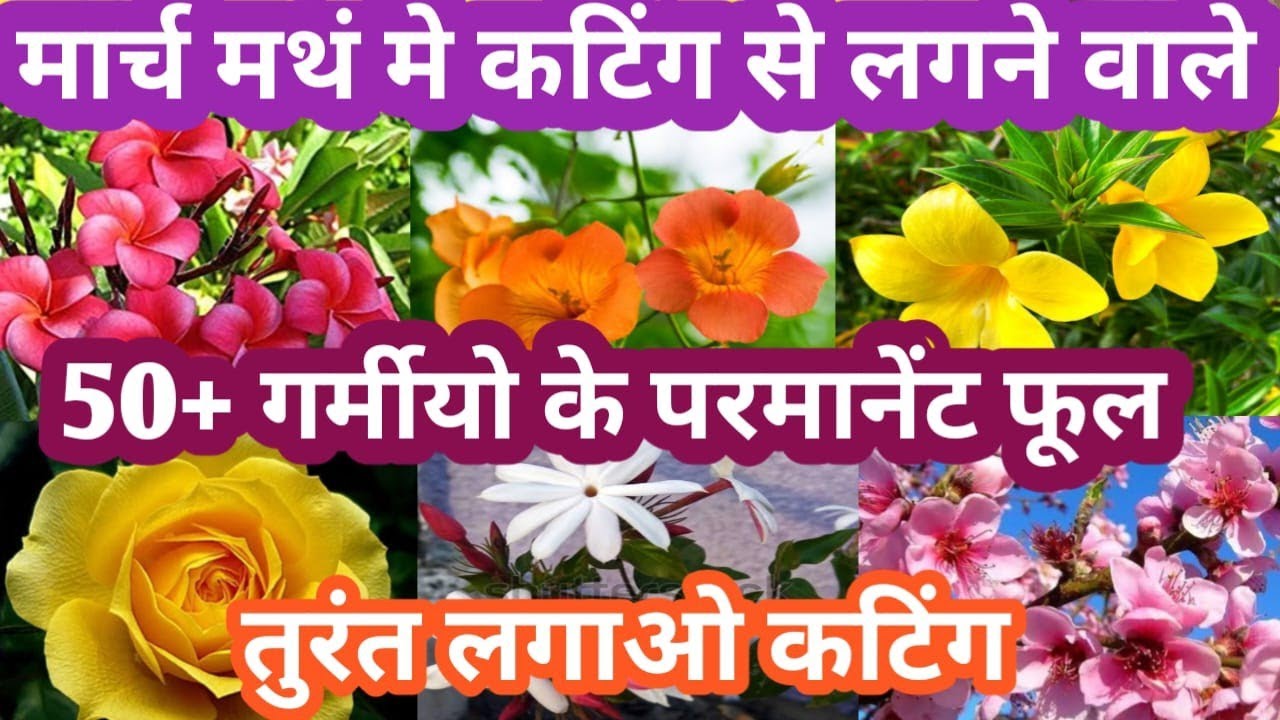 March मंथ मे कटिंग से लगने वाले गर्मियो के परमानेंट फूल Parmanent Flowering Plant Grow By Cutting