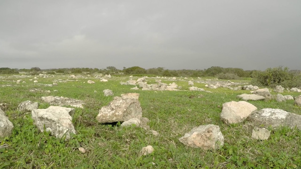 Timelapse clip of yellow mongooses running towards the camera, De Hoop Nature Reserve, South Africa