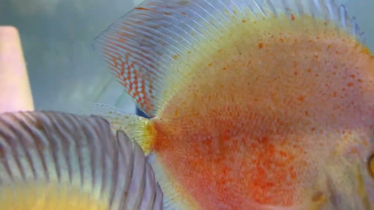 Proven breeding pair £130  @ Cheshire oaks discus fish sales