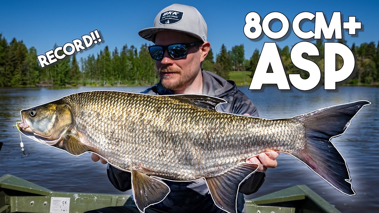JÄTTIMÄINEN TOUTAIN! - Urpoerämies