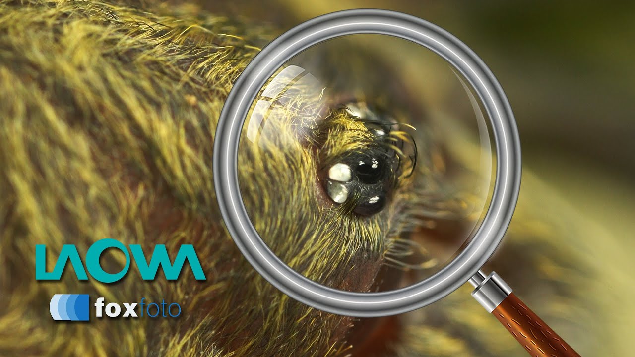 LAOWA | 24mm | 25mm | 65mm | TEST MAKRO
