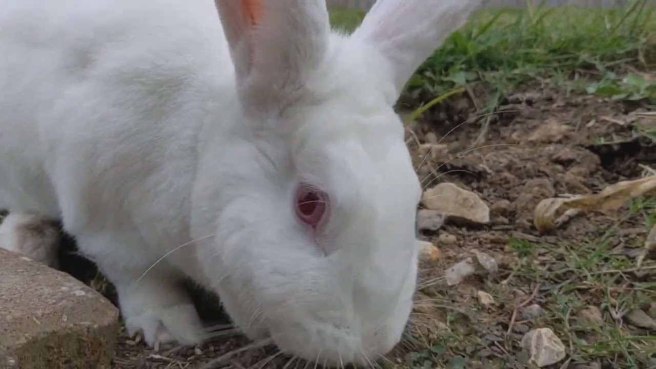 Jeffrey Basils: Garden Inspector