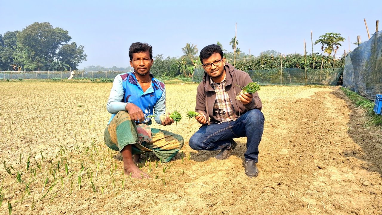 নাবি মৌসুমে পেঁয়াজ রোপণ | Krishi_Nobayon 