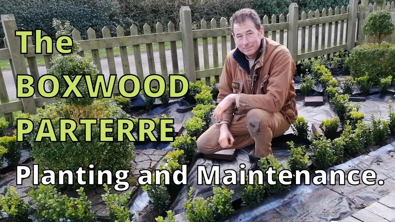How to plant a formal boxwood parterre.