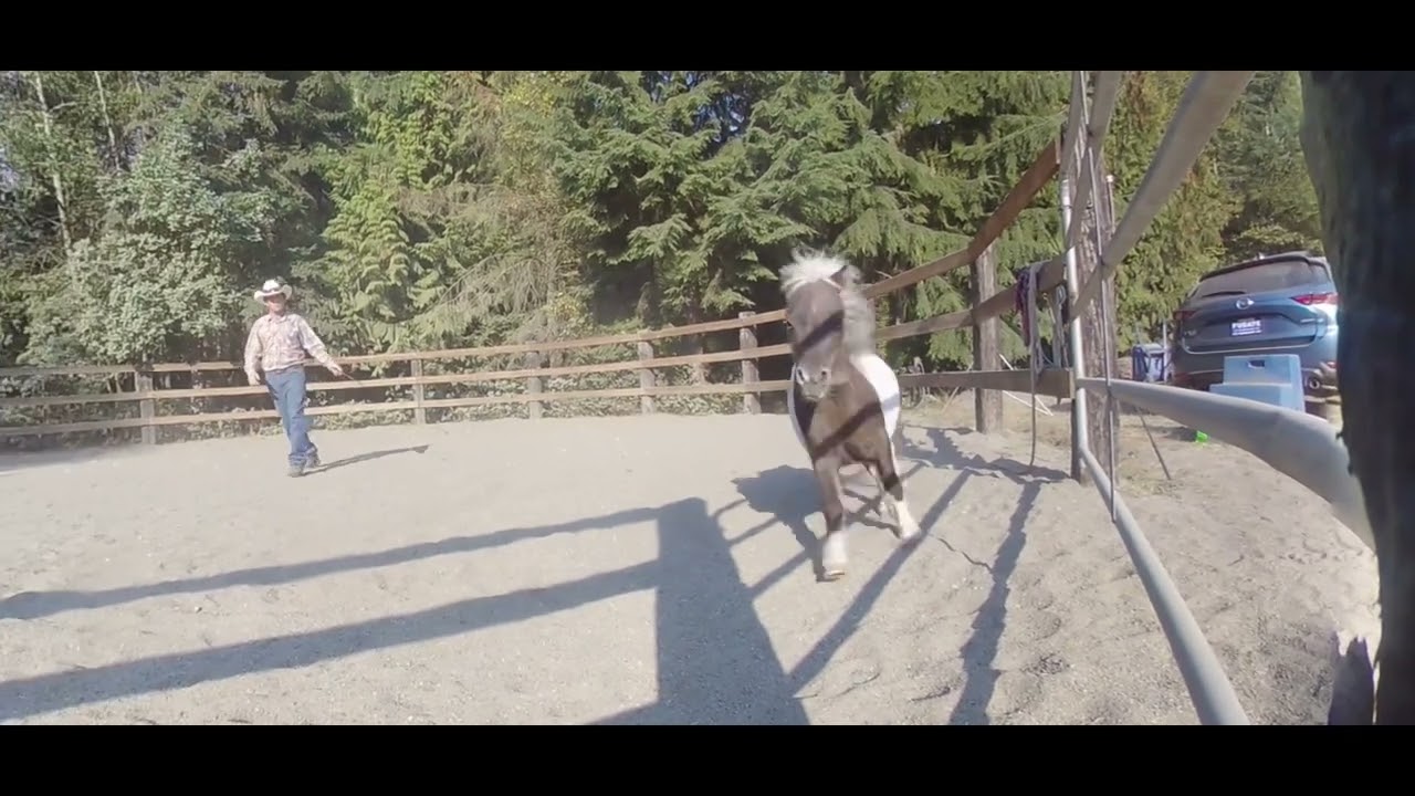 First session of making a mini liberty horse.
