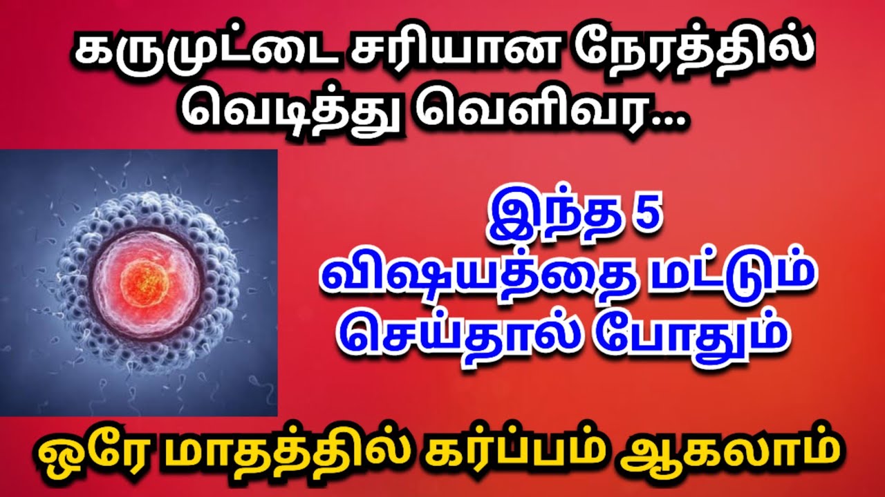 கருமுட்டை சரியான நேரத்தில் வெடித்து வர செய்ய வேண்டிய விஷயங்கள் | karumuttai valarchi foods in tamil