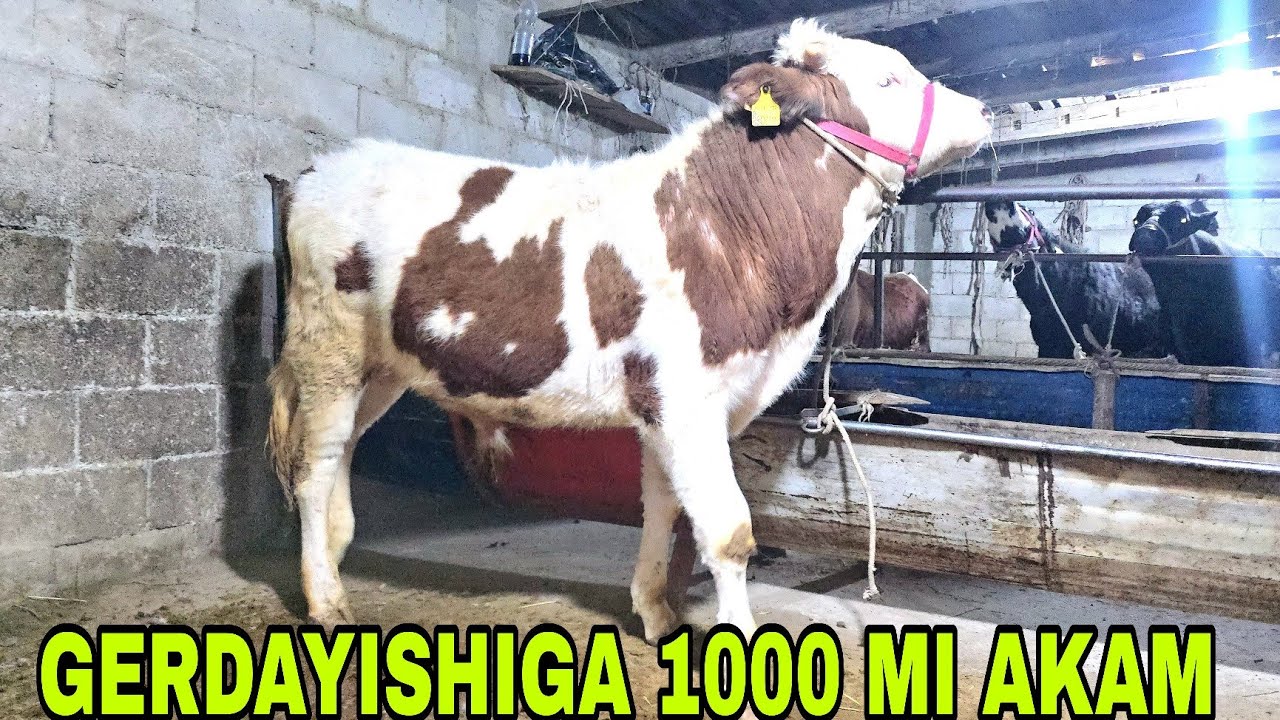 Sobirjon ukamizdan yangisi smentallarni 100 taliklari keldi 17 марта 2026 г.