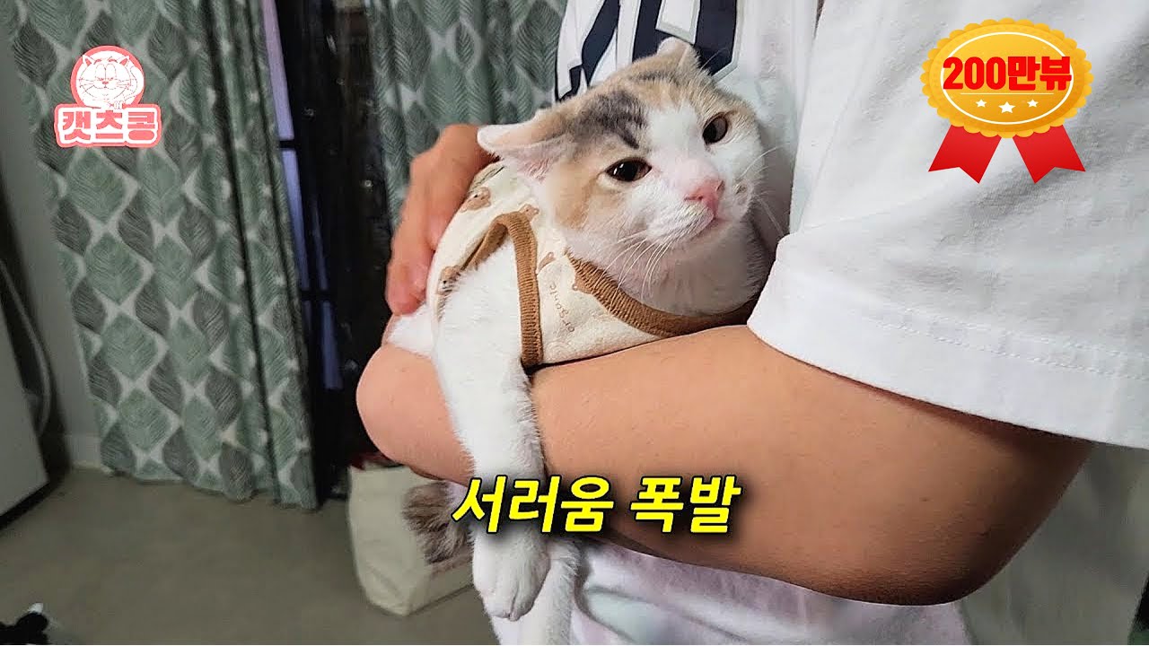 고양이를 맡기고 여행 갔다가 5일 만에 돌아온 오빠 집사를 본 아기고양이 반응