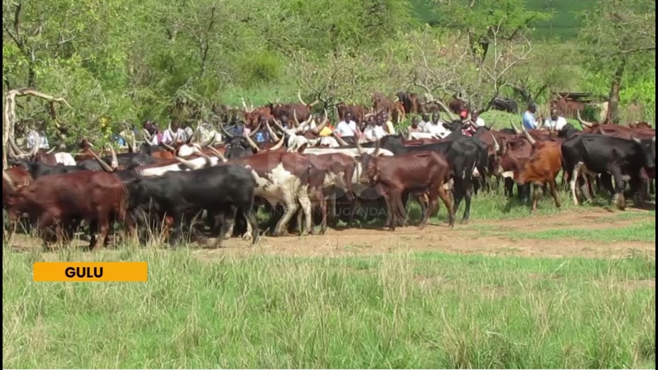 Balaalo’ in Northern Uganda ordered to leave in two weeks or face eviction