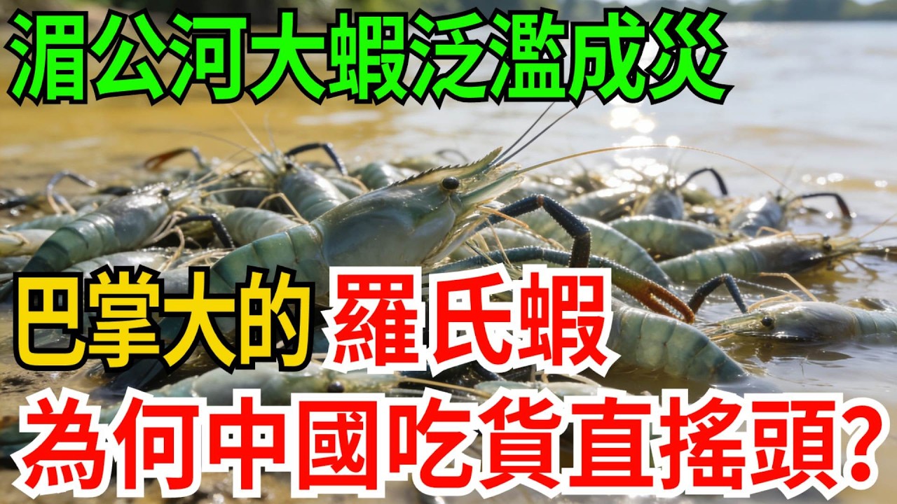 湄公河大蝦泛濫成災，巴掌大的羅氏蝦，為何嚇得中國吃貨直搖頭？【觀勢經緯】#科普#世界之最 #出類拔萃 #top10#湄公河生態危機 #羅氏蝦泛濫 #生物入侵警示 #中越水產對比 #食品安全紅線