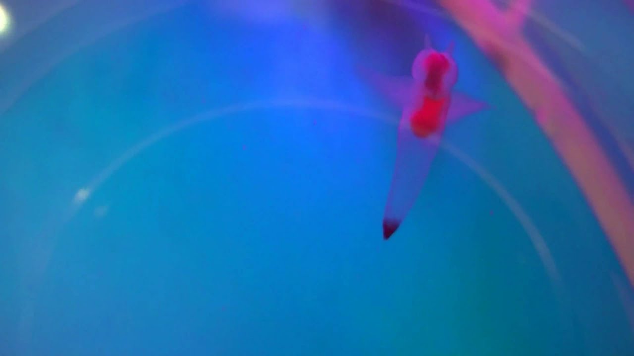 流氷の天使「クリオネ」 @北海道網走市 Clione in Okhotsk, Abashiri Hokkaido
