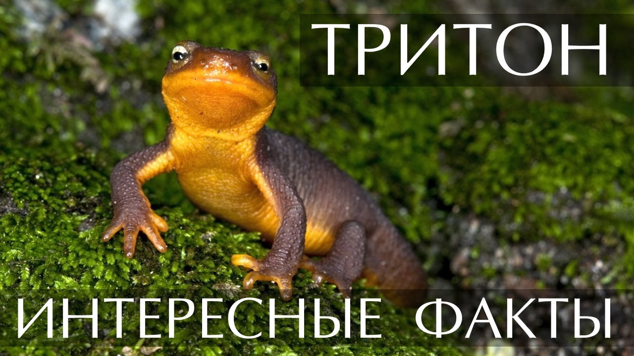 Тритон - интересные факты