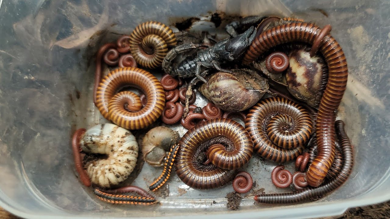Hunt POISONOUS Scorpion, Giant Millipede, Snails, Larva, Small Red Millipedes - Outdoor Discover