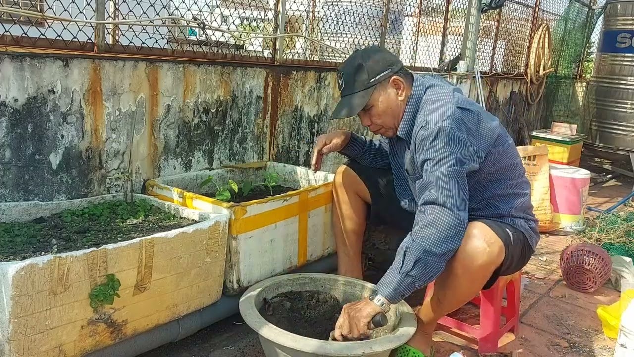 Hôm nay nhà nông Sài Gòn trồng dưa Lưới trên sân thượng. Mời cả nhà theo dõi 