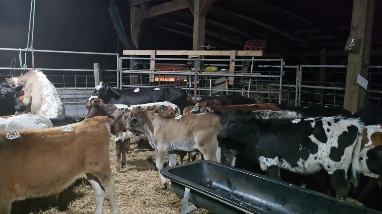 Cattle/ 21 Feeder Calves Weaning in Barn 1-6-26 (#611)