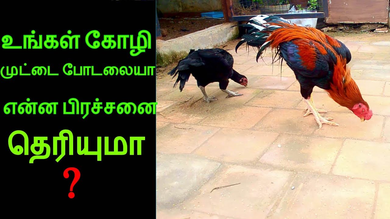 உங்கள் கோழி முட்டை போடலையா என்ன பிரச்சனை தெரியுமா?