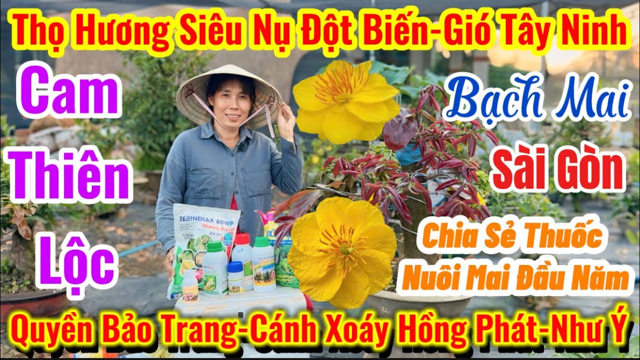 07/03☎️ 0966603619 ☎️🌴mai vàng giá rẻ🌴nhị Ngọc toàn-Sài Gòn-giảo ông thầy-gió Tây ninh-cánh xoáy 