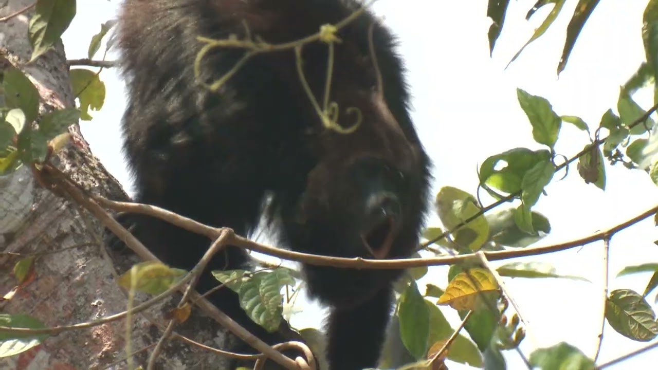 COBIUS PASOS DE FAUNA