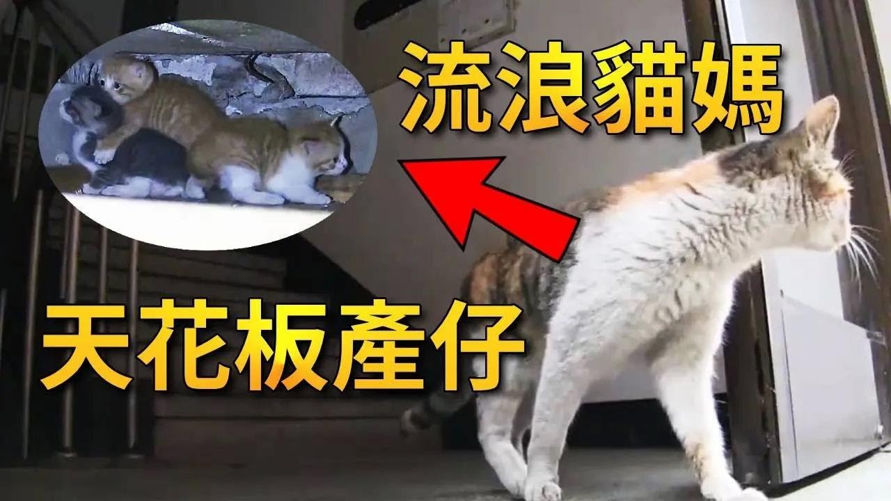 为了躲避人类的骚扰，母猫把小猫藏在天花板里，没想到还是被发现了【小奶狗观影】