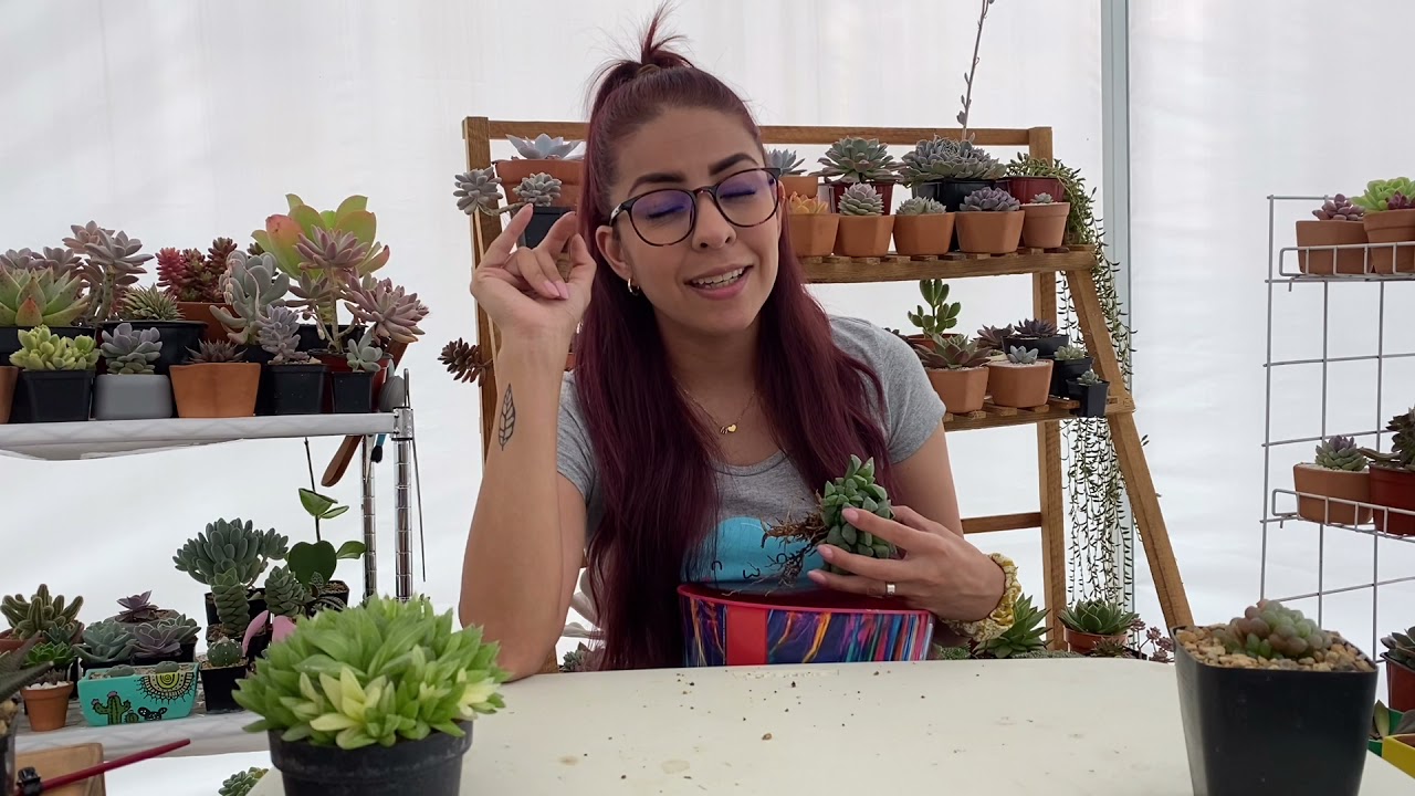 Hablemos de Haworthias