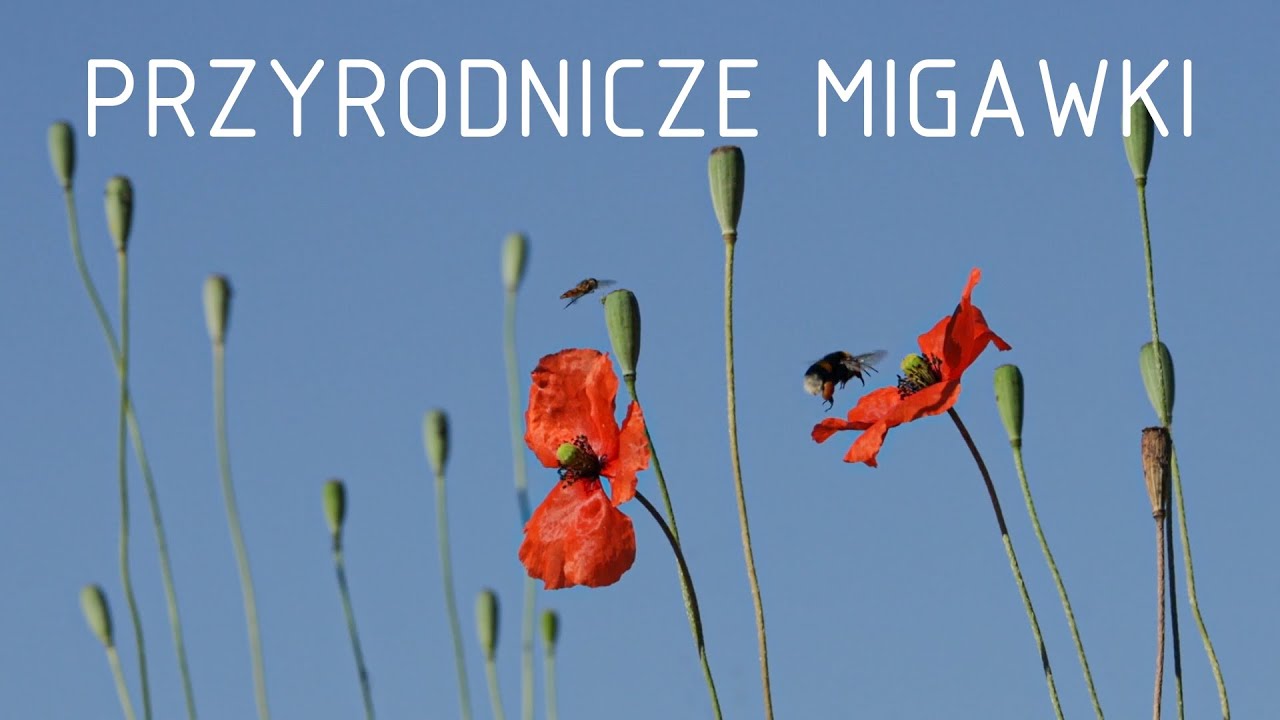 Mak, trzmiel i bzyg // Przyrodnicze migawki #3