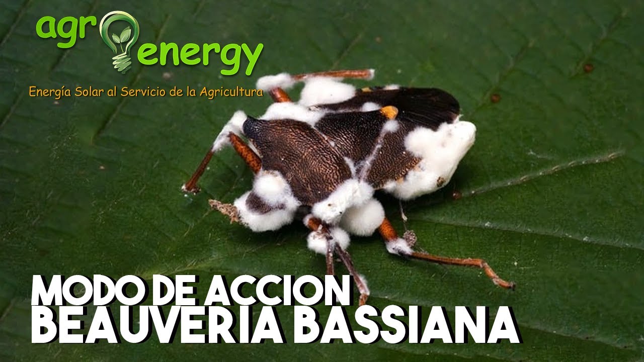Modo de acci&oacute;n de Bauveria Bassiana
