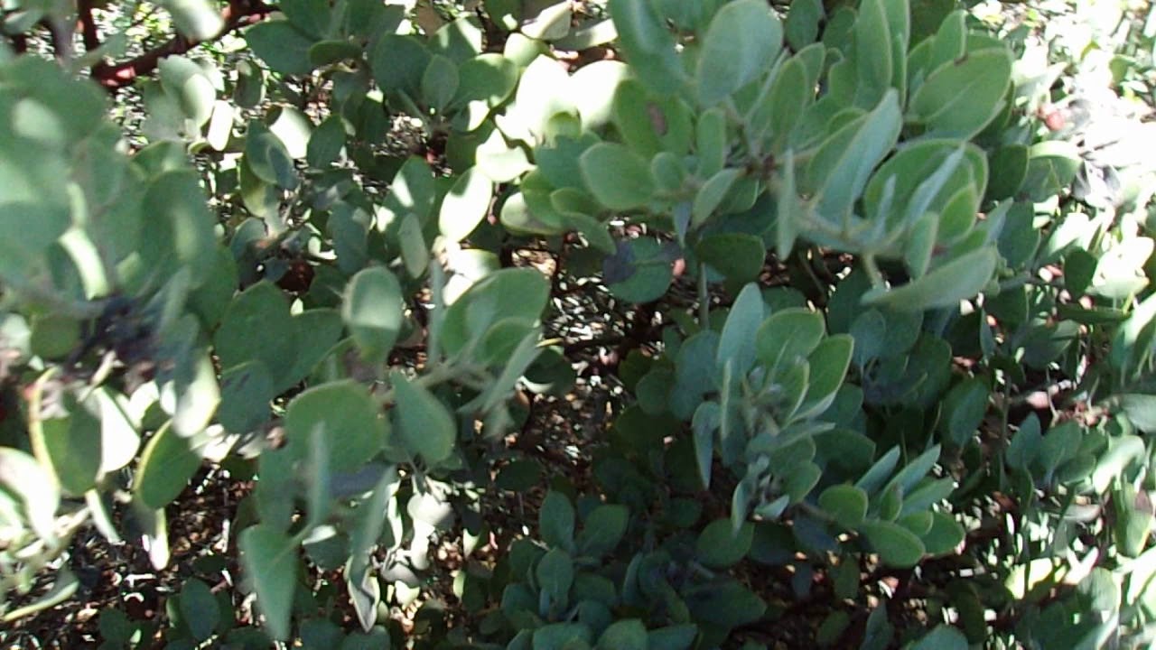 Spotlight on Trees/Shrubs: Eastwood Manzanita (Arctostaphylos glandulosa ssp. glandulosa)- 2/7/21