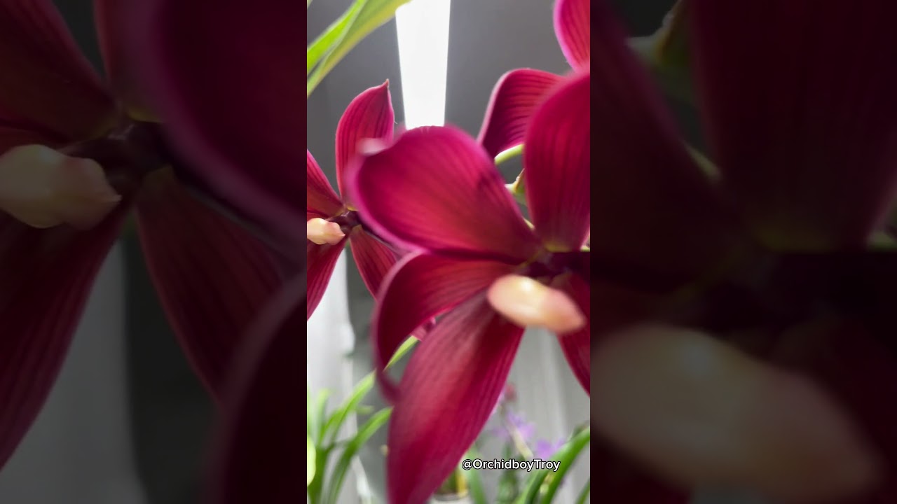 Cycnodes Wine Delight &lsquo;J.E.M.&rsquo; In all of her glory with a DELICIOUS fragrance 🍒 #orchids #cycnodes