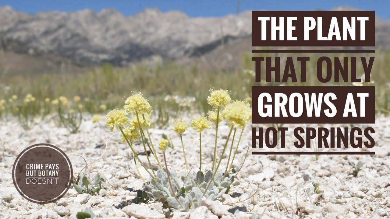 The Plant That Only Grows at  a Hot Spring