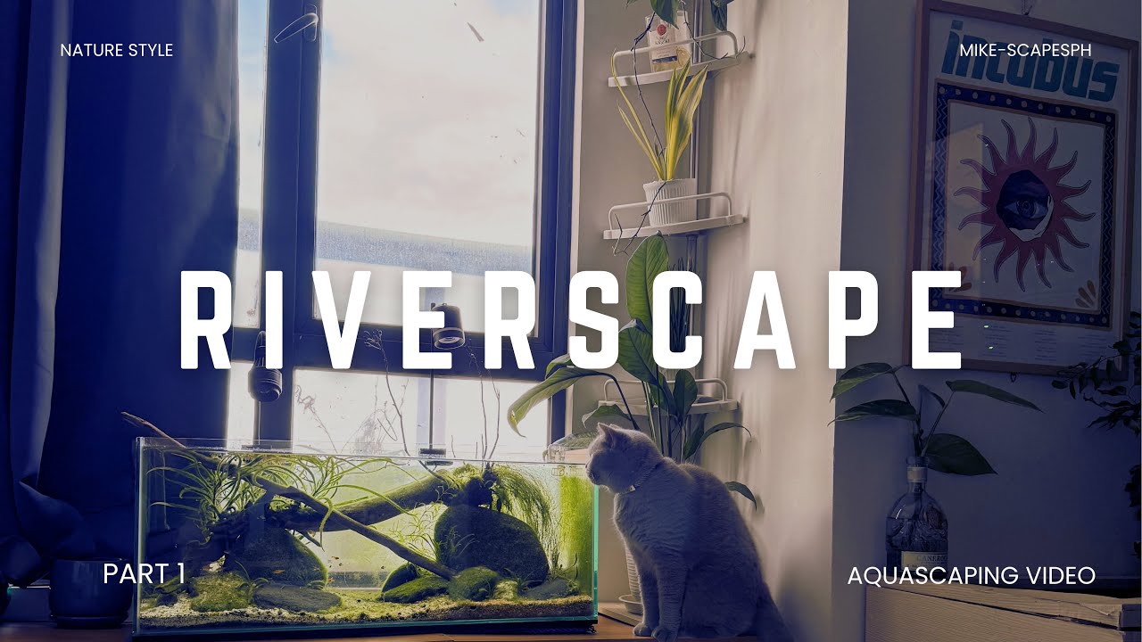 Shallow River Style Aquascape Part 1