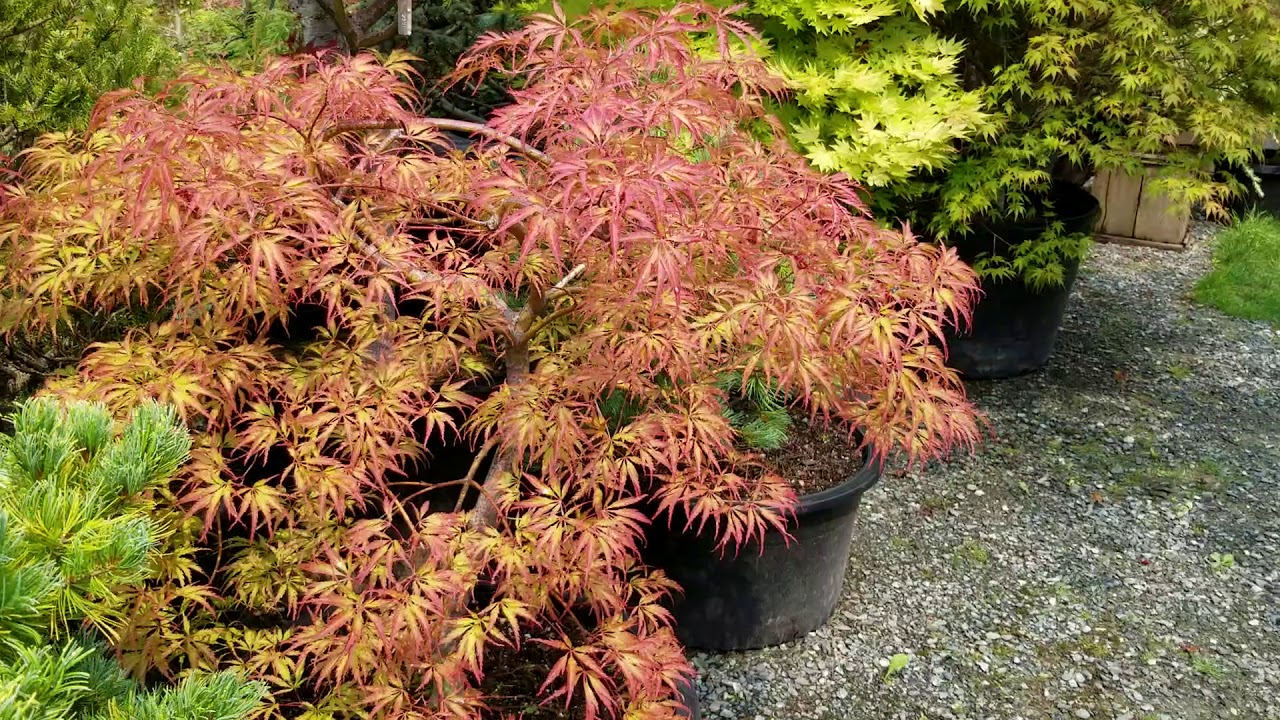 Late Summer color of Japanese maples - Amazing Maples & Crazy Conifers