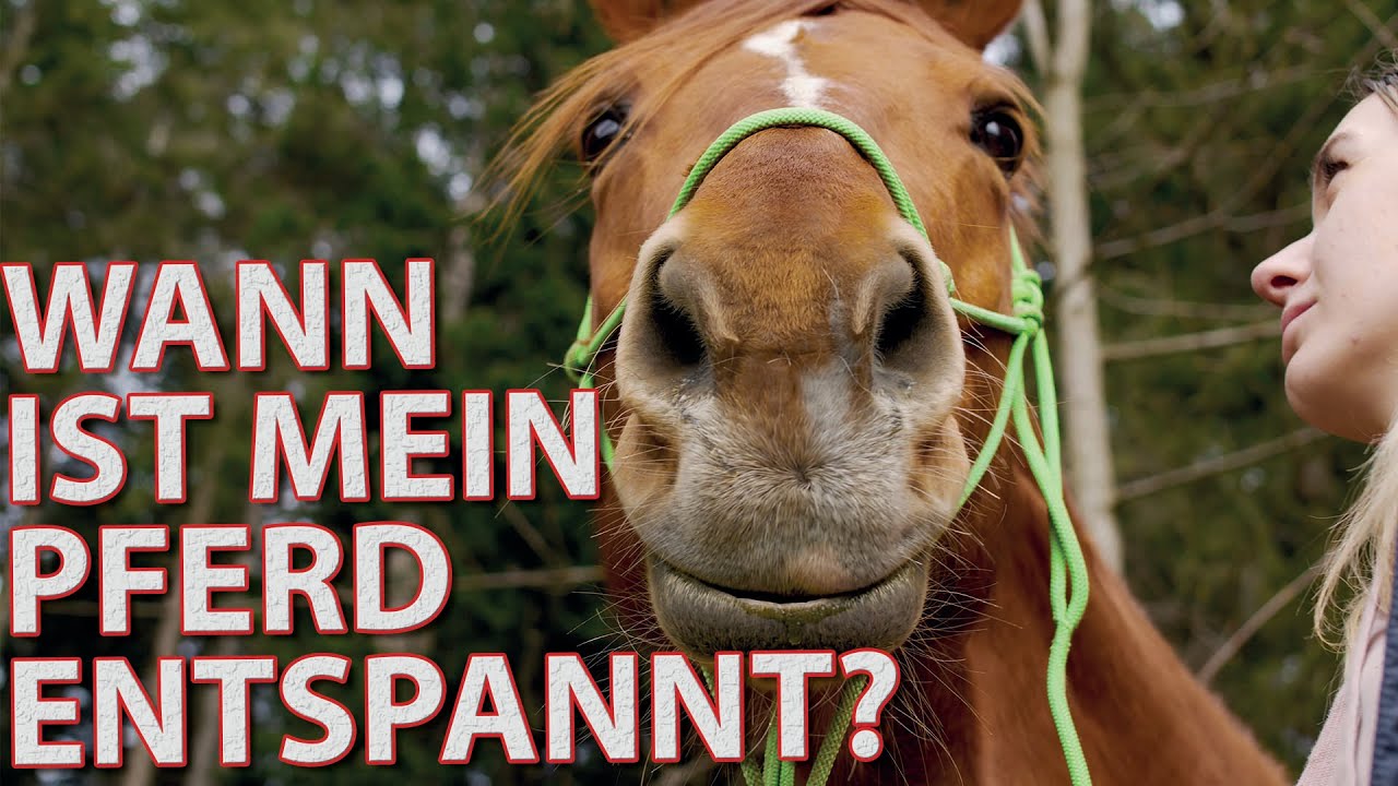 Entspanntes Pferd? So erkennt ihr die Signale f&uuml;r Entspannung | Umgang mit dem Pferd | Horsemanship
