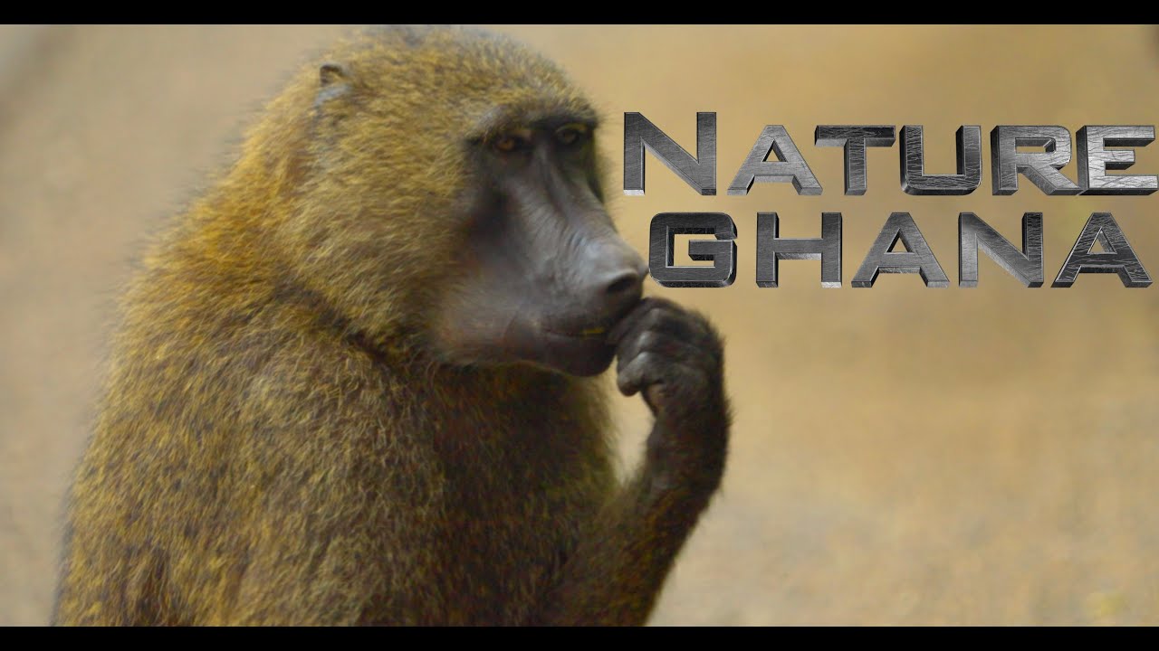 Ghana Cinematic Wildlife Nature