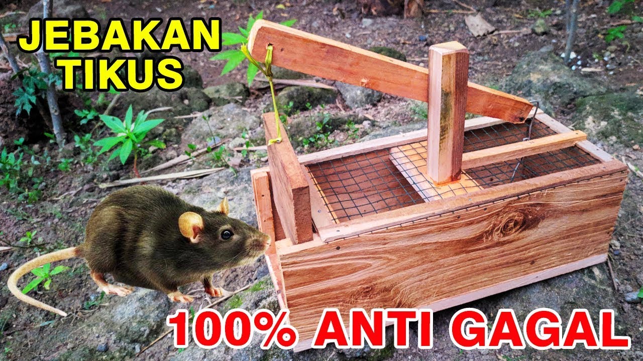 ANTI GAGAL!! CARA MEMBUAT JEBAKAN TIKUS SEDERHANA