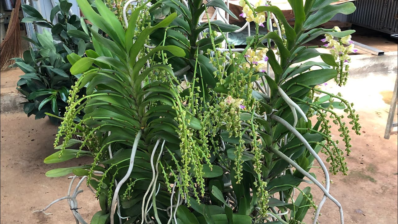 Cách sử dụng phân bón cho lan đơn thân hiểu quả