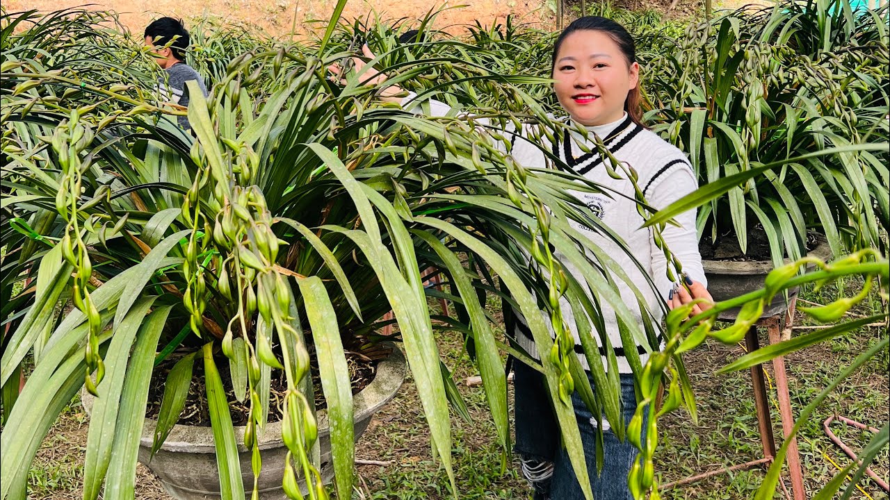 (10/1) EM HUYỀN LAI CHÂU BÁN PHONG LAN RỪNG THUẦN 0855402333