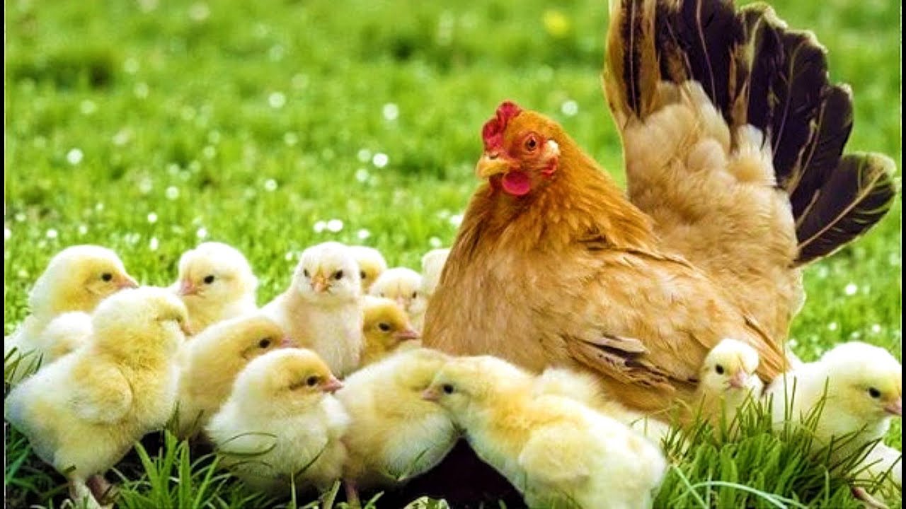 Amazing Chicken Harmony! Baby Chicks, Hens & Roosters Make Music From Their Real Sounds