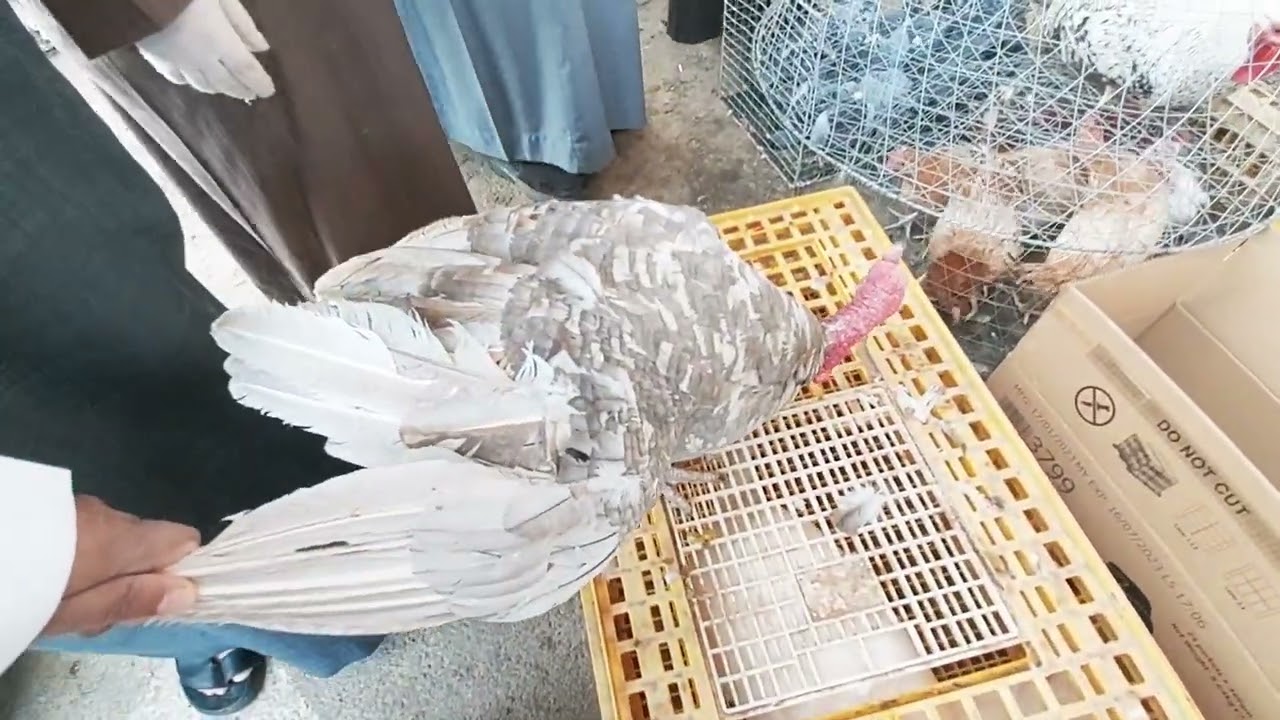 بريده/تغطية حراج الطيور الكبير صباح الجمعه ١٨/٨/١٤٤٤ ماشاء الله(صل على محمد )