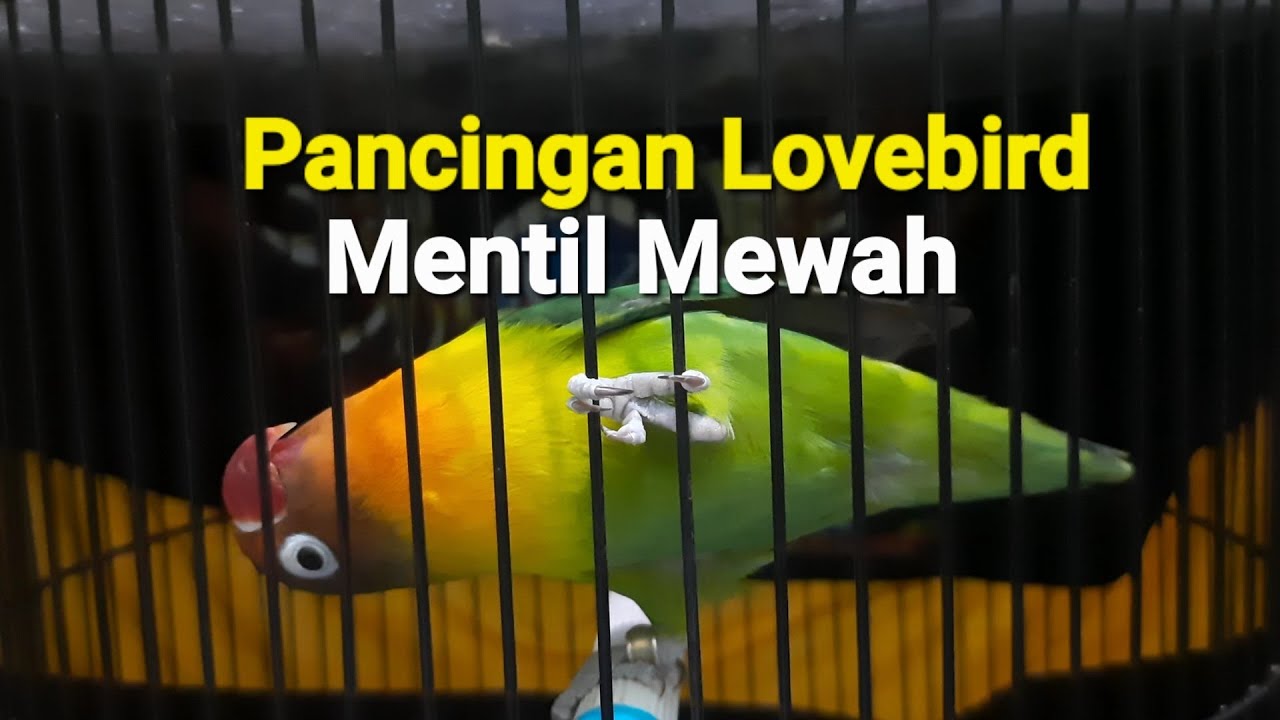 Pancingan Lovebird Mentil Gigit Jeruji