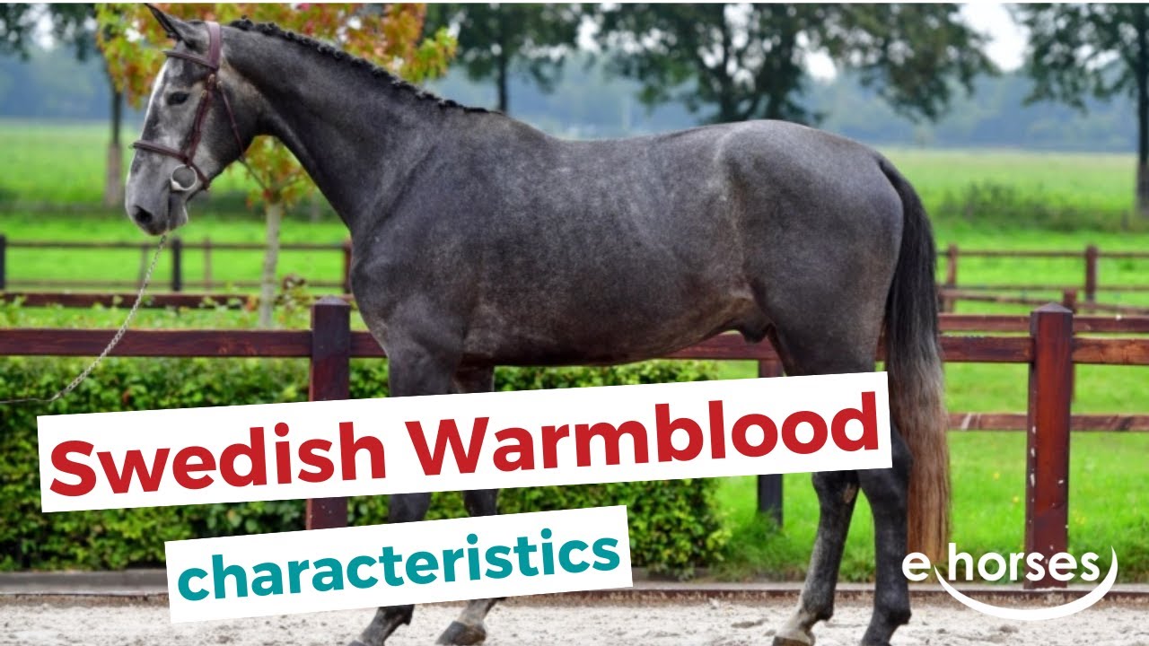 Swedish Warmblood | characteristics, origin & disciplines